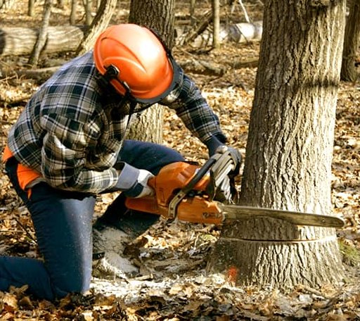 Tree Removal in Harborside, ME